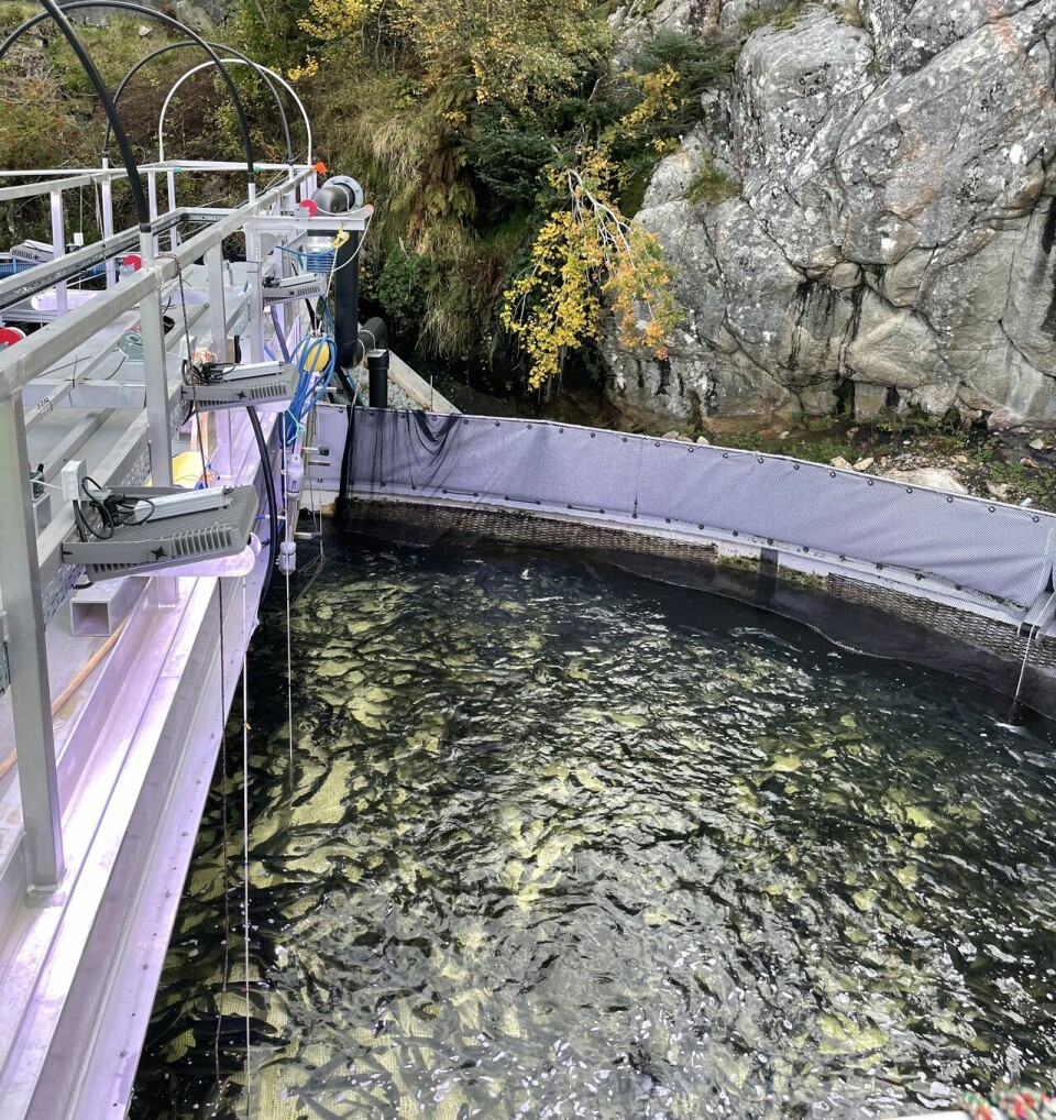 Her svømmer fisken i pilotanlegget før den vertikale trengeoperasjonen.