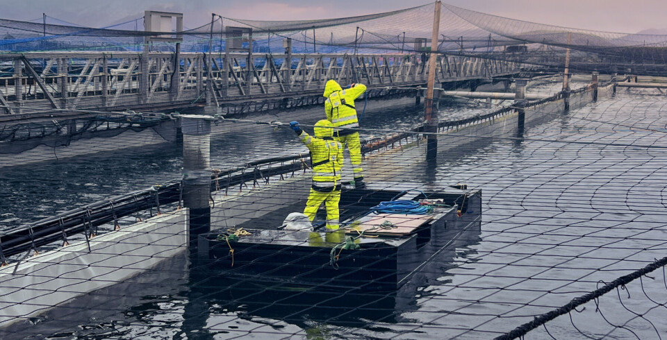 Gigante Salmon melder om forsinkelser i byggingen av deres produksjonsbasseng nummer to på Lille Indre Rosøy i Rødøy kommune.