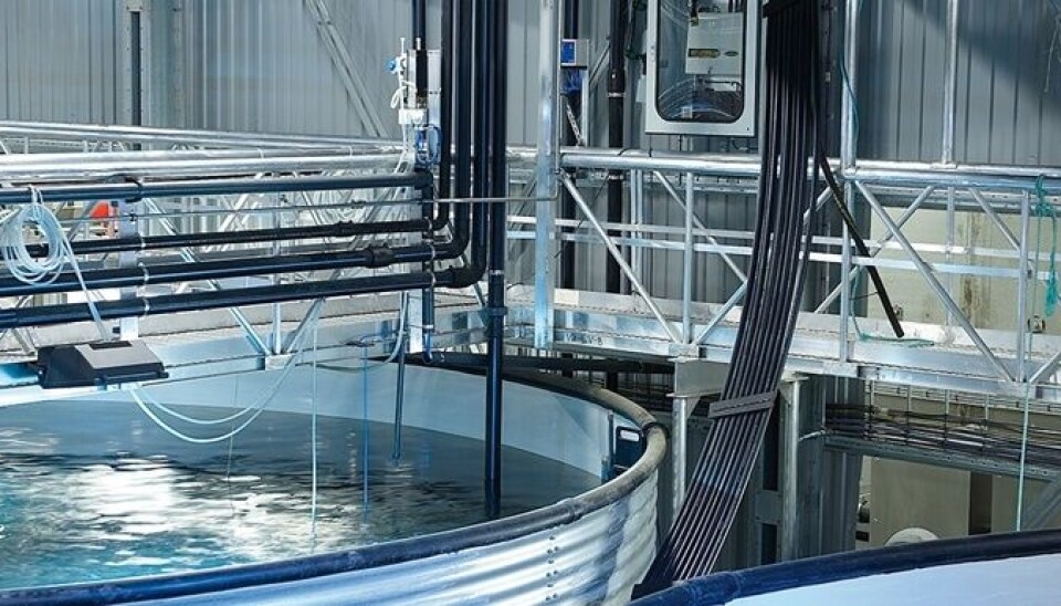 Akva Ras Q1 for AKVA group: Krigen i Ukraina forsinker landbasert-prosjekter