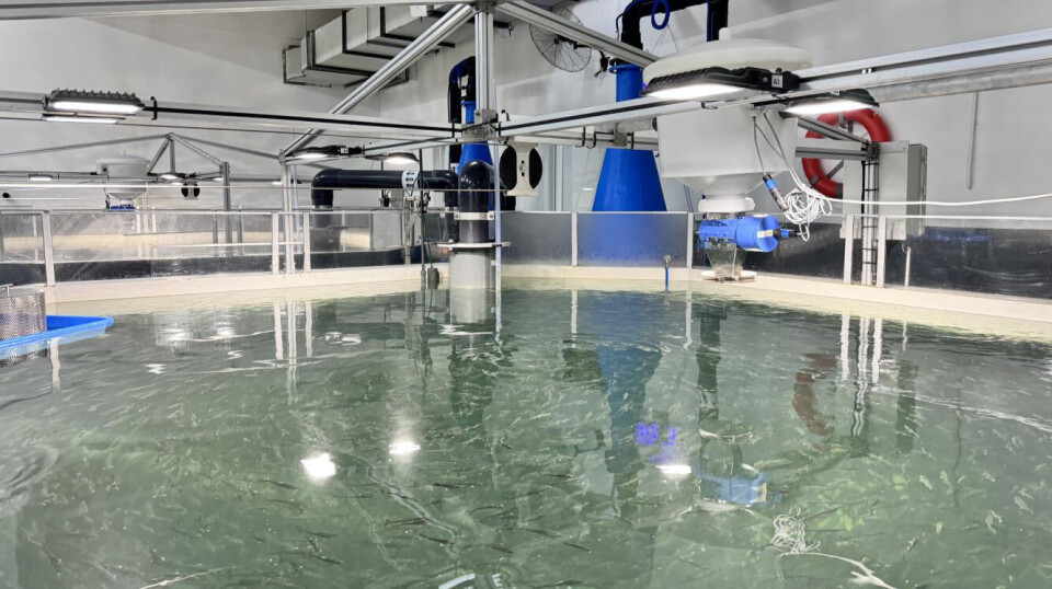 Det planlegges slakt av 4000 tonn i 2025.