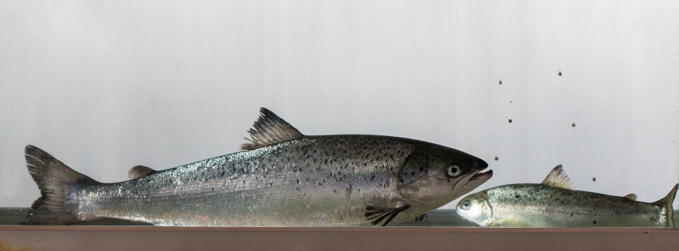 Nå vil forskere og industri sammen finne ut av om stor smolt presterer bedre gjennom
sjøfasen enn laks som settes ut i sjø som liten.