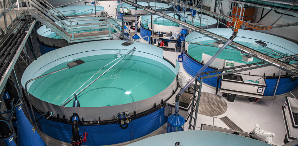 Bindalssmolt med solid resultatvekst i jubileumsåret