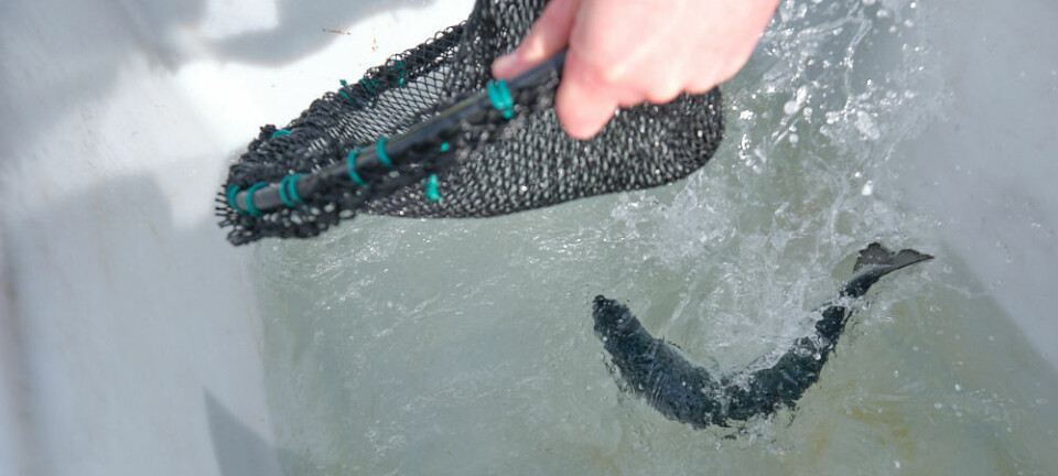 Her døde over en tredjedel av oppdrettslaksen