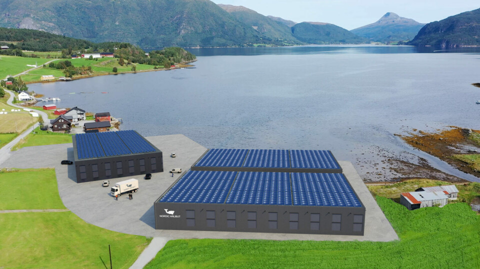 Illustrasjon av Nordic Halibuts planlagte anlegg i Torjulvågen på Tingvoll på Nordmøre i Møre og Romsdal