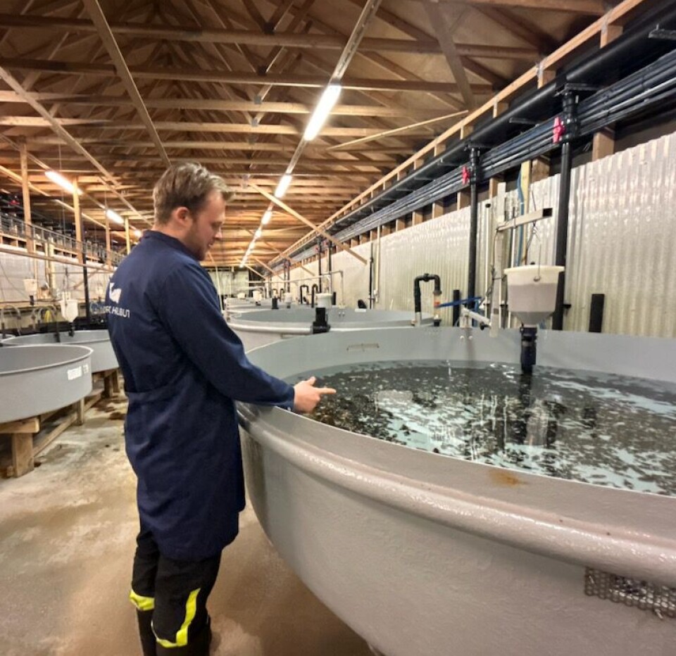Nordic Halibuts yngelanlegg på Askøy.