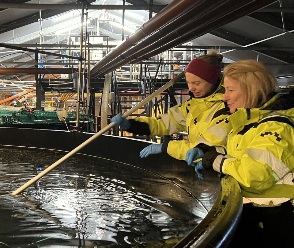 Driftsdirektør Torill Fladvad, sammen med Anette Klepp på settefiskavdelingen på Averøy.