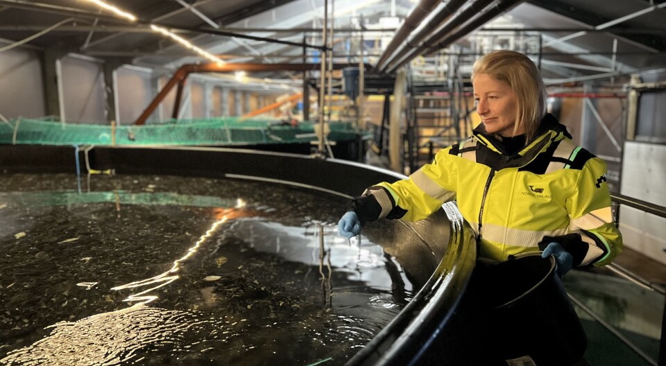 Driftsdirektør for landbasert oppdrett i Nordic Halibut, Torill Fladvad håndfôrer kveiten på settefiskanlegget til selskapet på Averøy.