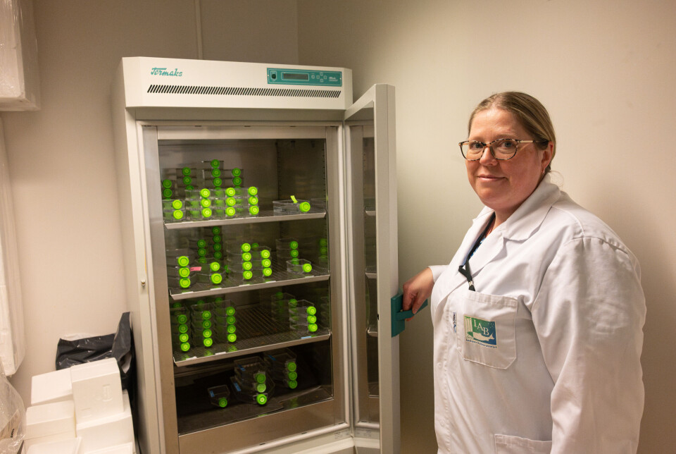 Linda Andersen, leder av FoU-avdelingen hos ILAB, vise frem skapet der de har ulike kloner av AGD-amøben Paramoeba perurans. Disse baserer seg på stammer de har hatt siden 2013.