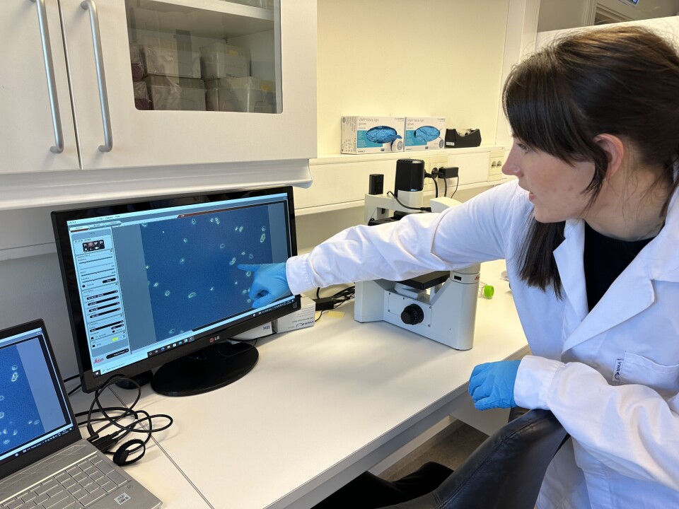 Molekylærbiolog Kamilla Ormevik Jansen er laboratorieansvarlig hos ILAB. Her viser hun mikroskoperte AGD-amøber frem på PC-skjermen.