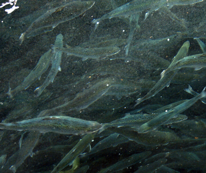 Trapper opp smoltsatsingen