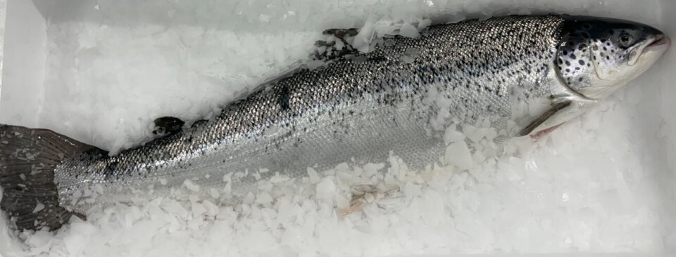 123 kr per kilo fikk Proximar Seafood betalt for fisken i fjerde kvartal.