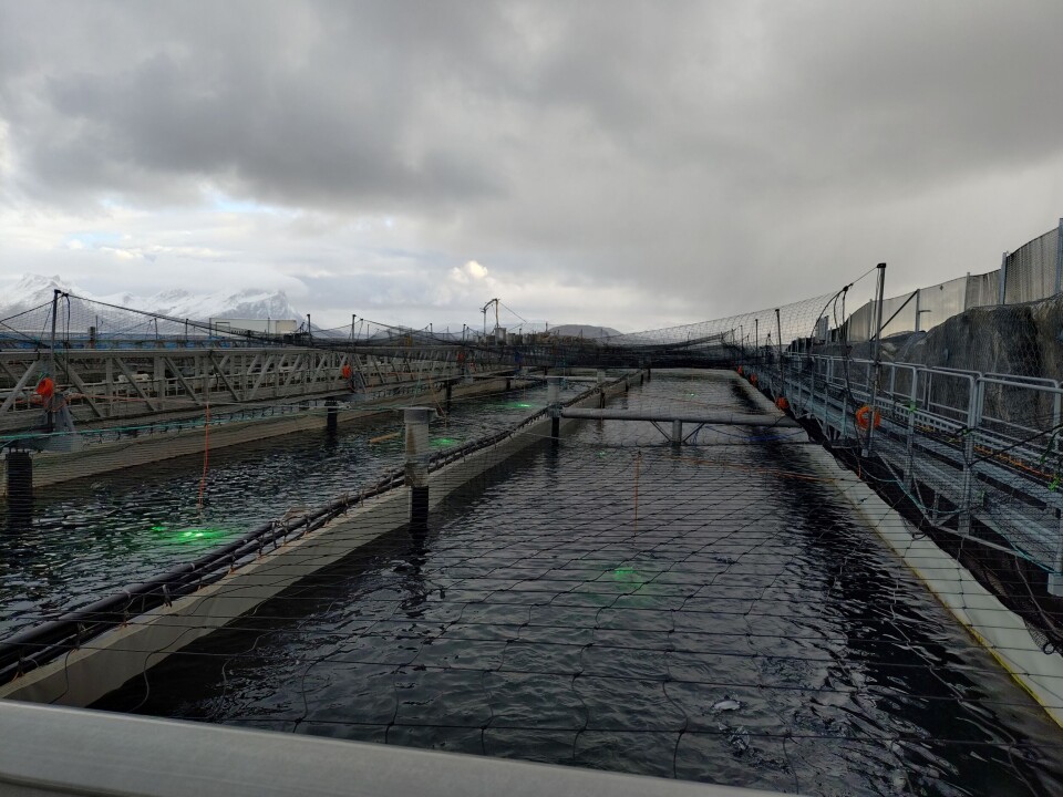 Gigante Salmons produksjon skjer i lengdestrømskar.