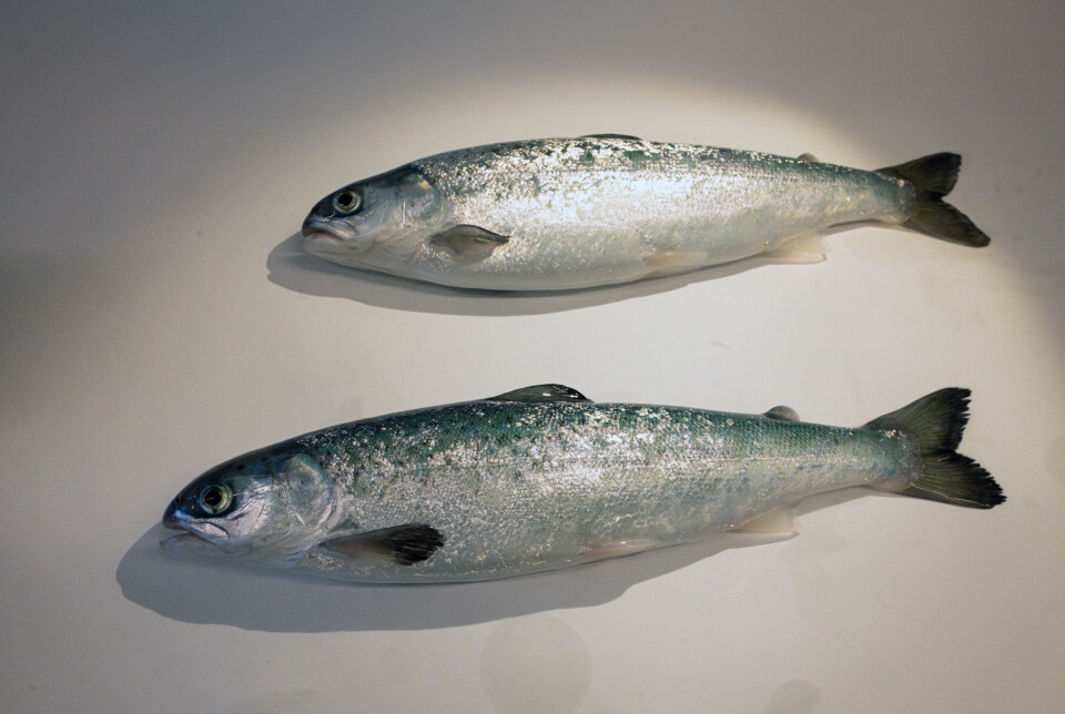 Ifølge Fiskehelserapporten for 2024 døde 45,8 millioner laks og 3,4 millioner regnbueørret i settefiskfasen (over 3 gram) i fjor.