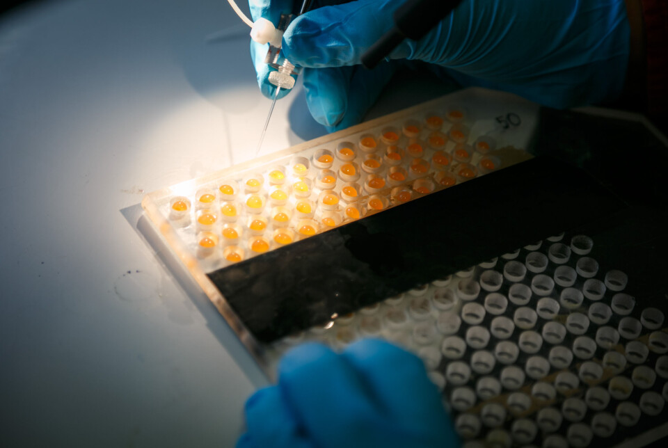 Rogn som gjøres klar for CRISPR-injisering.