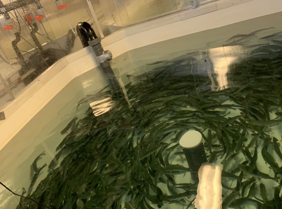 Kar med oppdrettslaks i forsøk på Nofimas forskningsstasjon på Sunndalsøra.