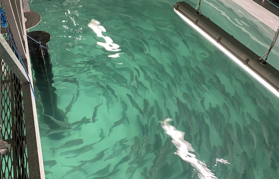 Vetle Skjold gjorde sine forsøk på Nofimas forskningsstasjon på Sunndalsøra.