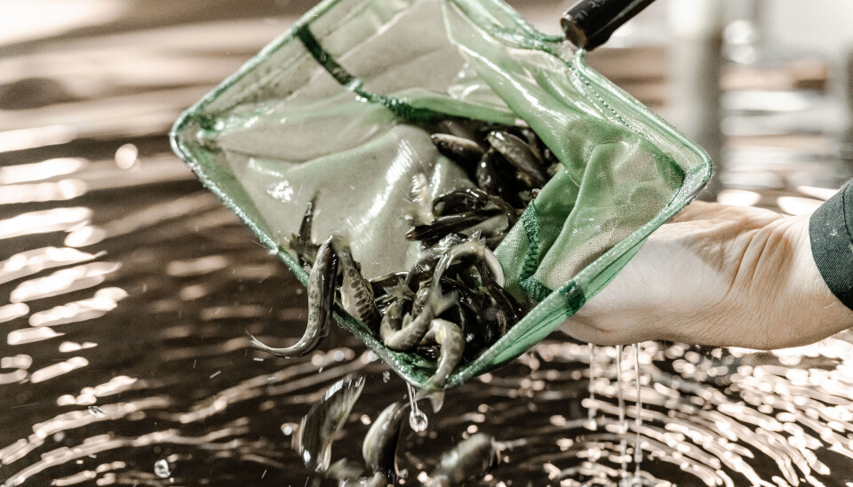 Kraftig omsetningshopp for settefiskprodusent