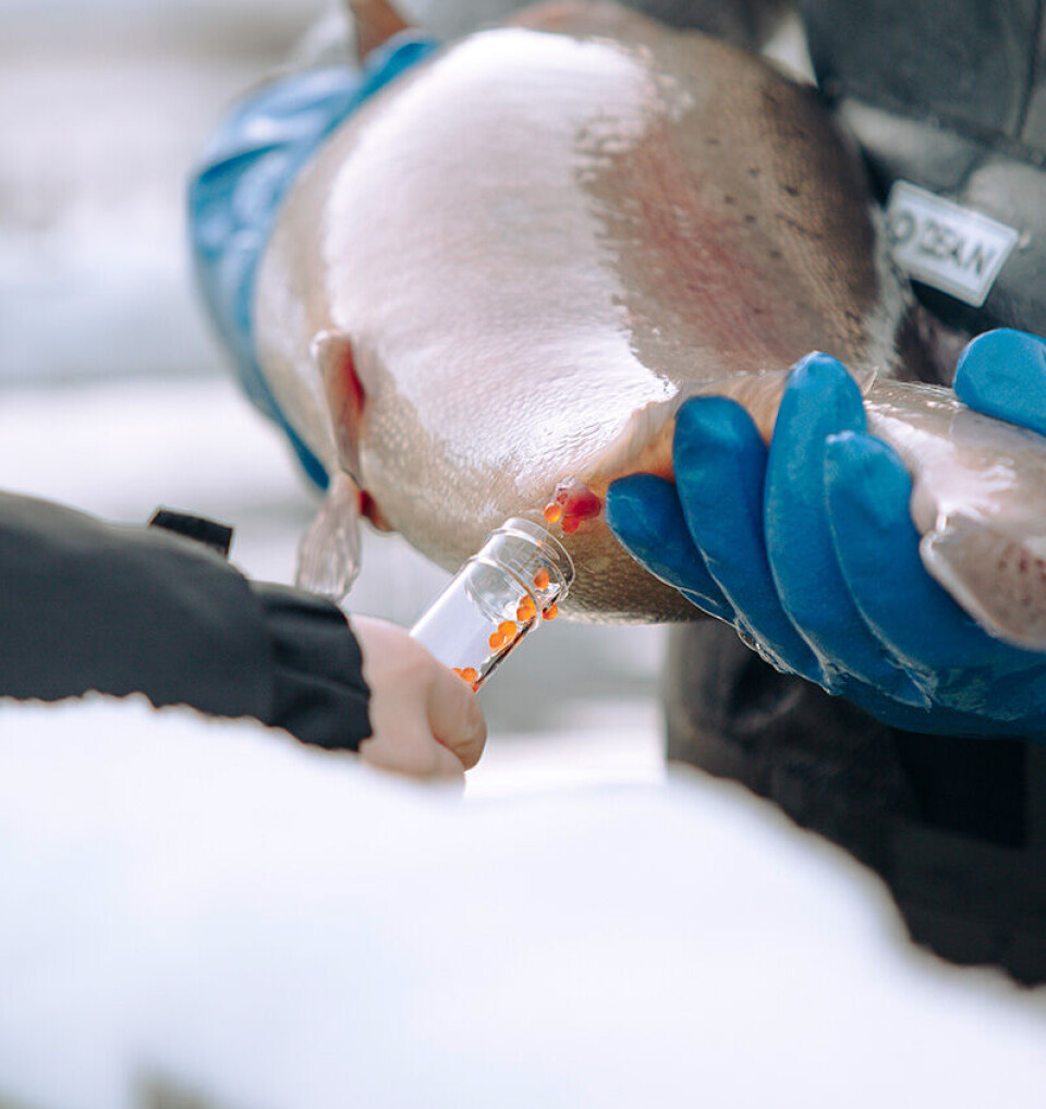 Doblar resultatet – satsar tungt på heilårig aureproduksjon