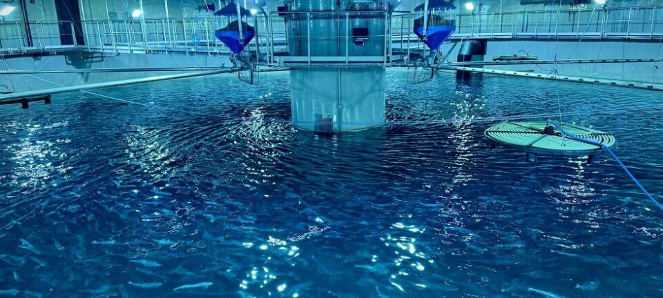 Nå er den første fisken på plass i matfiskanlegget