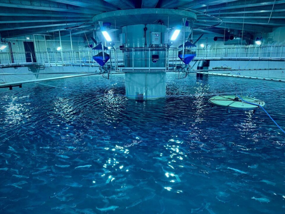 Det islandske landbaserte oppdrettsselskapet Laxey har gjennomført en ny vellykket overføring av postsmolt til deres nye matfisk-påvekstanlegg.