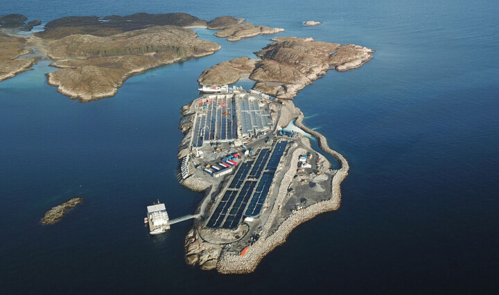 Rigger seg for neste slakting