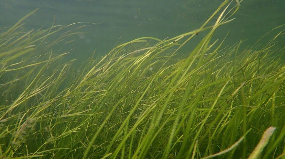 Chesapeake Bay Foundation hevder at utslipp fra et planlagt landbasert oppdrettsanlegg kan skade bl.a. undervannsplanter som vokser i Susquehanna Flats.