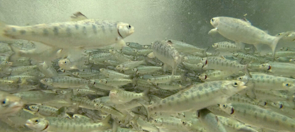 Åpner Sør-Koreas første landbaserte lakseanlegg