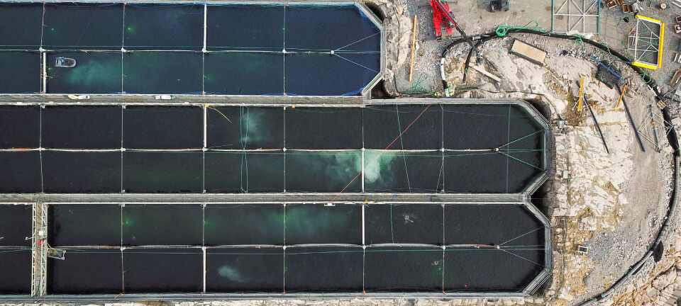 Så mye fisk står det hos Gigante Salmon nå