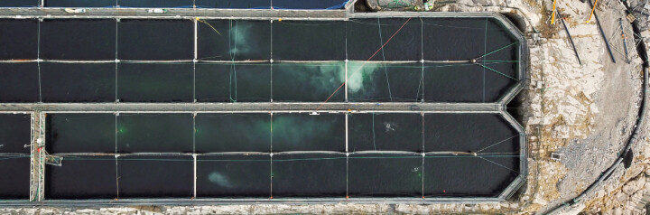 Så mye fisk står det hos Gigante Salmon nå