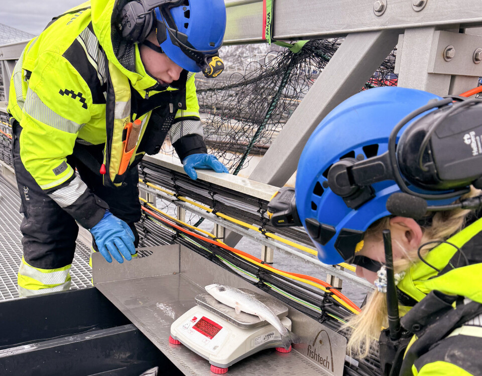 – Ukentlig velferdsovervåking viser en stabil
velferdsscore på fisken, melder Gigante Salmon.