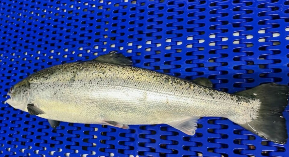 Landbasert på vei: Etter periodeslutt i begynnelsen av mai startet slaktingen av første generasjon Gigante laks, «januar 2024». Fisken slaktes hos Salten N950.