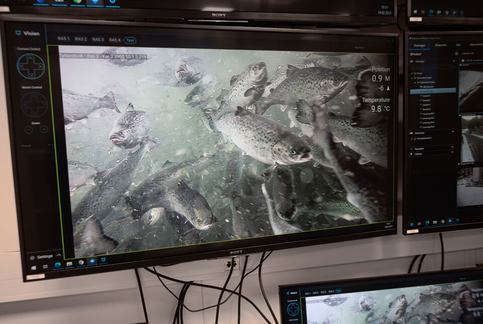 Fin fisk i karene til Tytlandsvik Aqua. Denne er ca. 1 kg stor og går i sjøen i april. Dataene tilbake fra oppdretterne som har benyttet fisken, er hyggelig lesning for postsmoltprodusenten.