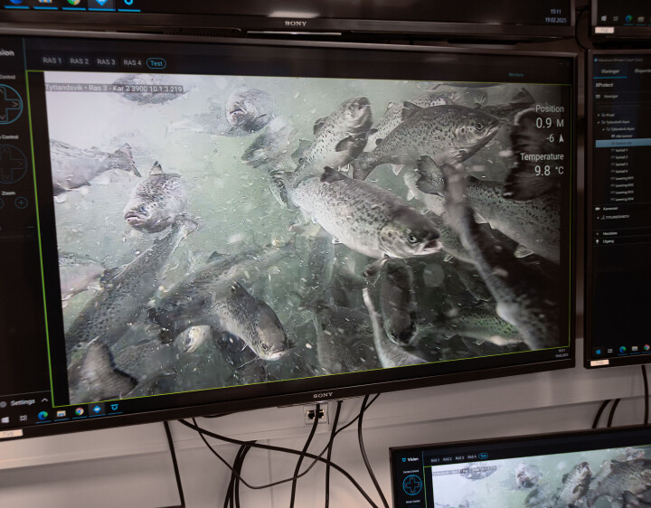 Gode erfaringer med postsmolt fra Tytlandsvik