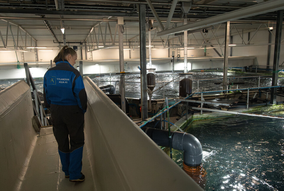 Produksjonsleder ved Tytlandsvik Eli B. Veland liker seg best når hun kan gå på gangbroene og bare observere at fisken har det bra.