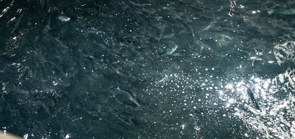 Planlegger smoltanlegg ved golfbane