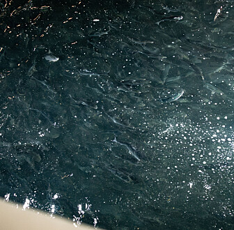 Ekstrem sommervarme årsak til dødelighet