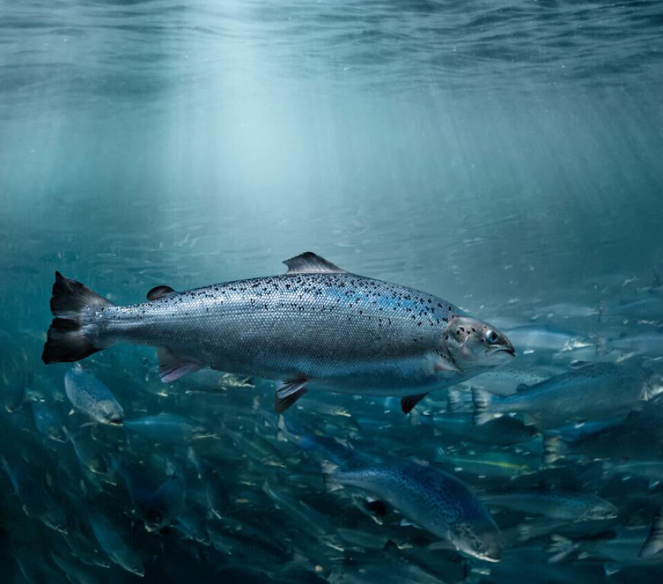 Matfisk og postsmolt på til sammen 581 tonn HOG ble enten slaktet eller solgt for utsett i Q1.