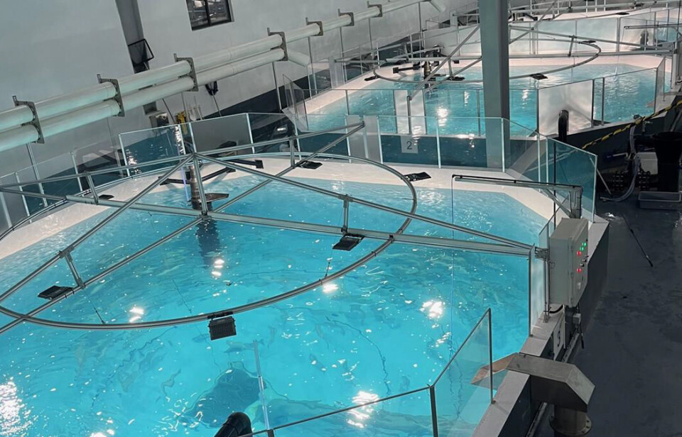 Fisken som svømmer i bassengene til NOAP får i snitt bli godt over 7 kg før de slaktes.
