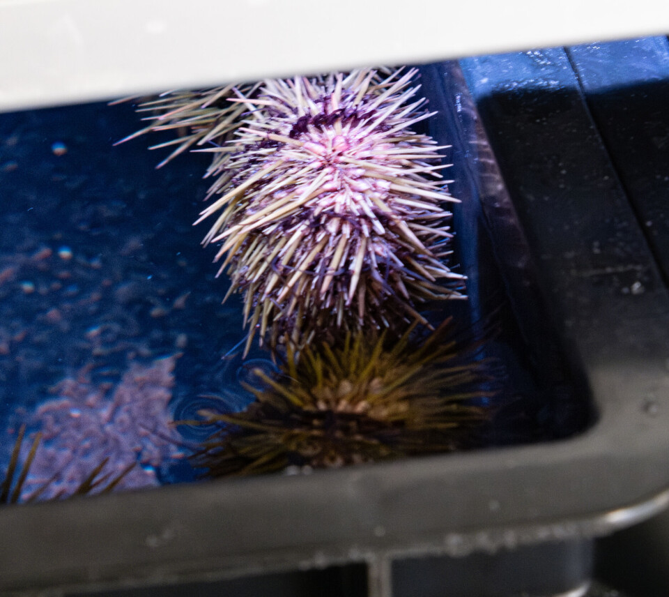 Kråkeboller er blant artene som testes i OceanWall. Systemet gir stabile forhold med lavt vannforbruk og minimal stresspåvirkning.
