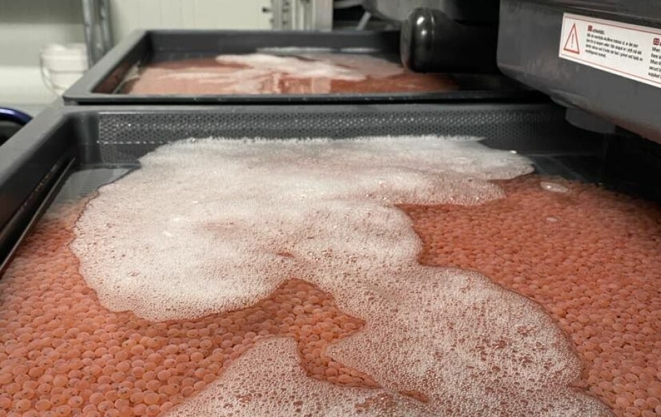 Første rogn er satt inn hos Thor Salmon.