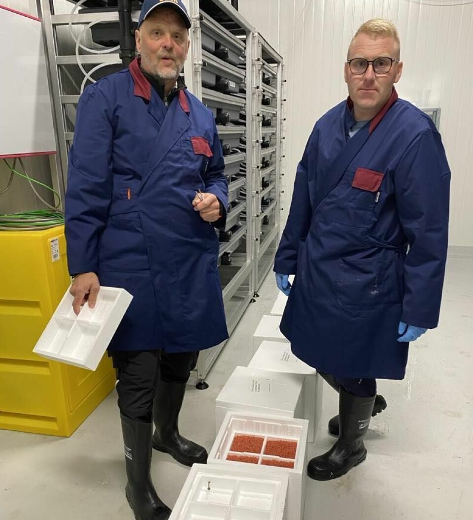 Thor Salmon har fått sitt første parti med rogn fra Benchmark Genetics.