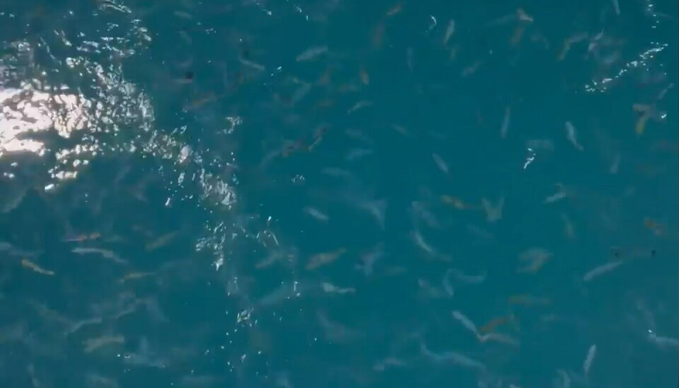 Den første fisken er satt i kar hos Baring Farsund.