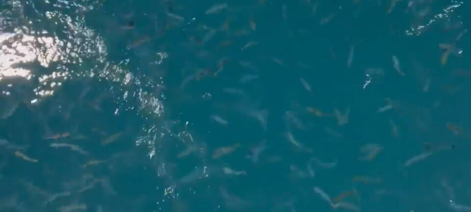 Se video av første fisk satt i nytt landbasert matfiskanlegg