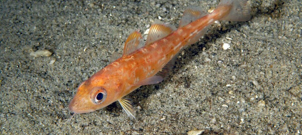 Spekulativt eller velbegrunnet?