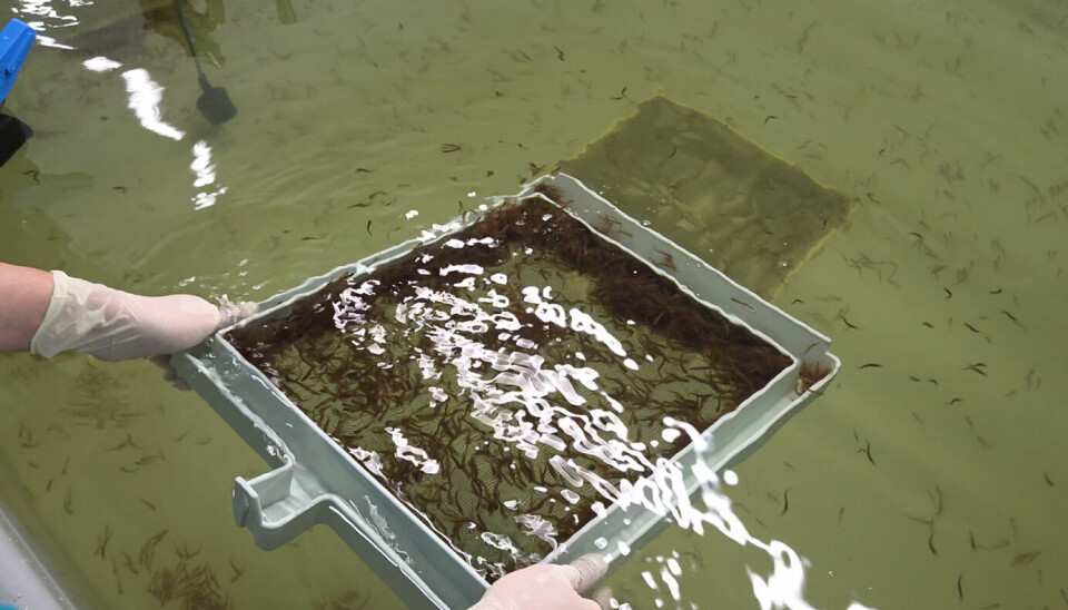 Det andre partiet med lakseyngel settes ut i en RAS-tank.