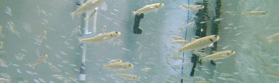 Eco Aquafarm overfører første smolt til RAS2