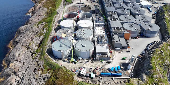 Så mye slaktet Salmon Evolution