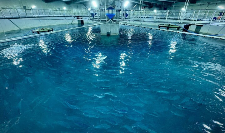 Hentet inn ny kapital til postsmoltanlegg