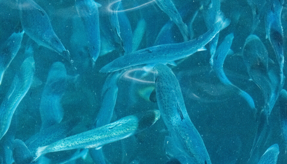 Fisk i matfiskanlegget til Laxey på Island. Akkurat nå har de to grupper med laks i anlegget – én med mindre fisk på rundt 150–200 gram, og som du ser på bildet, laks som nærmer seg to kilo.