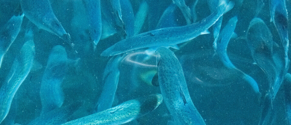 Sikret kontrakt på Island